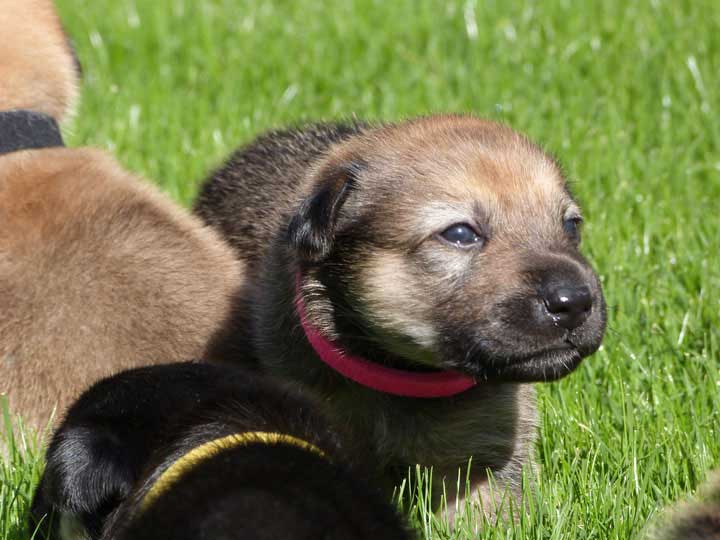 chinook dog